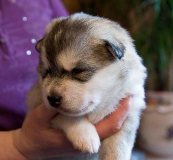 E Wurf 2 Wochen alt 7.jpg